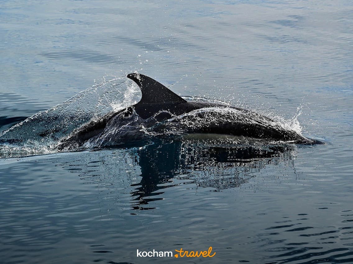 Delfin wynurzający się z wody, plusk, dzika przyroda morska