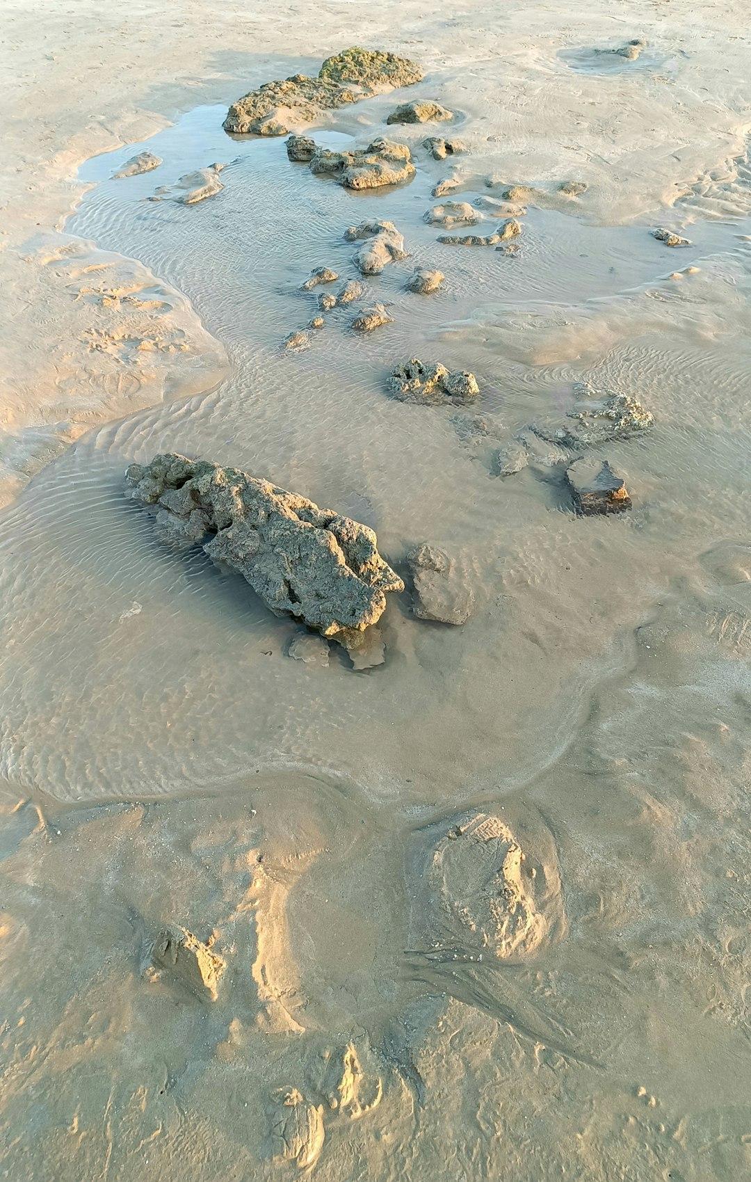 Żółwie morskie na plaży Ras al Jinz