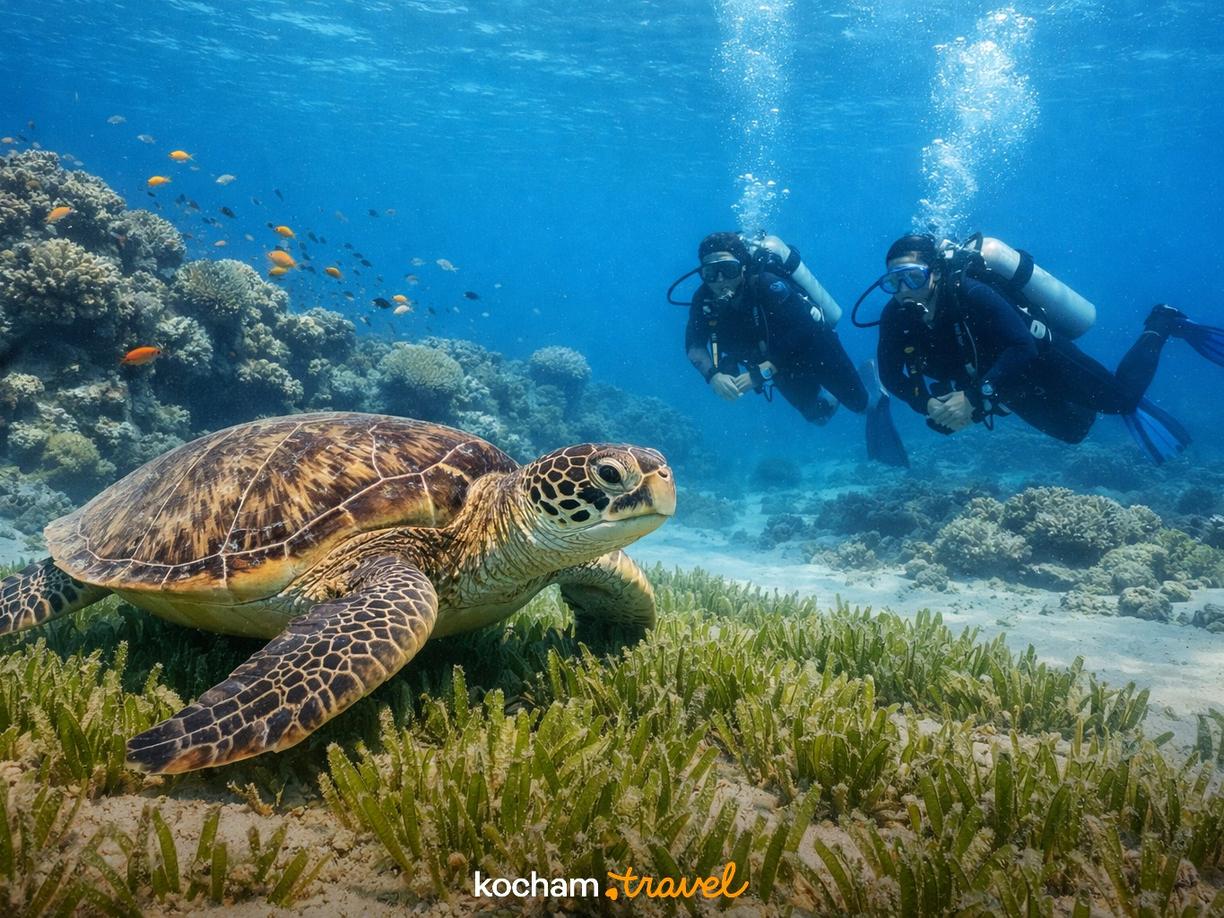 TOP 5 miejsc do nurkowania dla początkujących w Marsa Alam w Marsa Alam