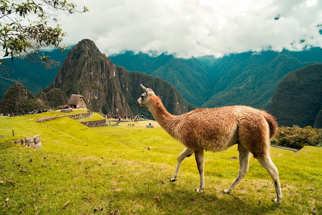 Lama w historycznym Machu Picchu, Peru, z imponującymi Andami.