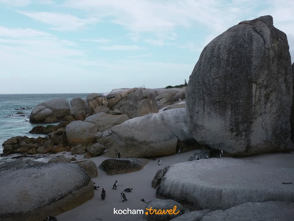 Afrykańskie pingwiny, piaszczysta plaża, ogromne głazy, turkusowa woda.
