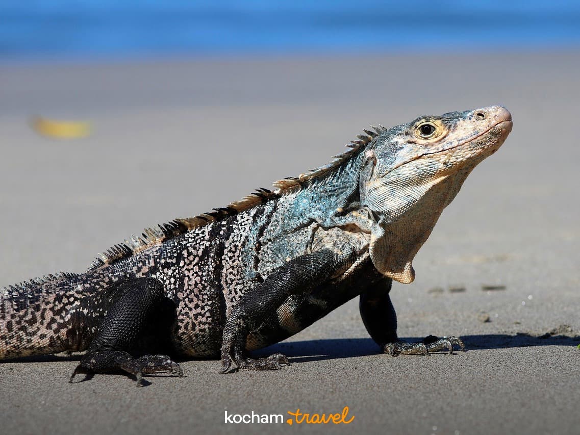 Duża czarno-biała iguana na piaszczystej plaży w słoneczny dzień.