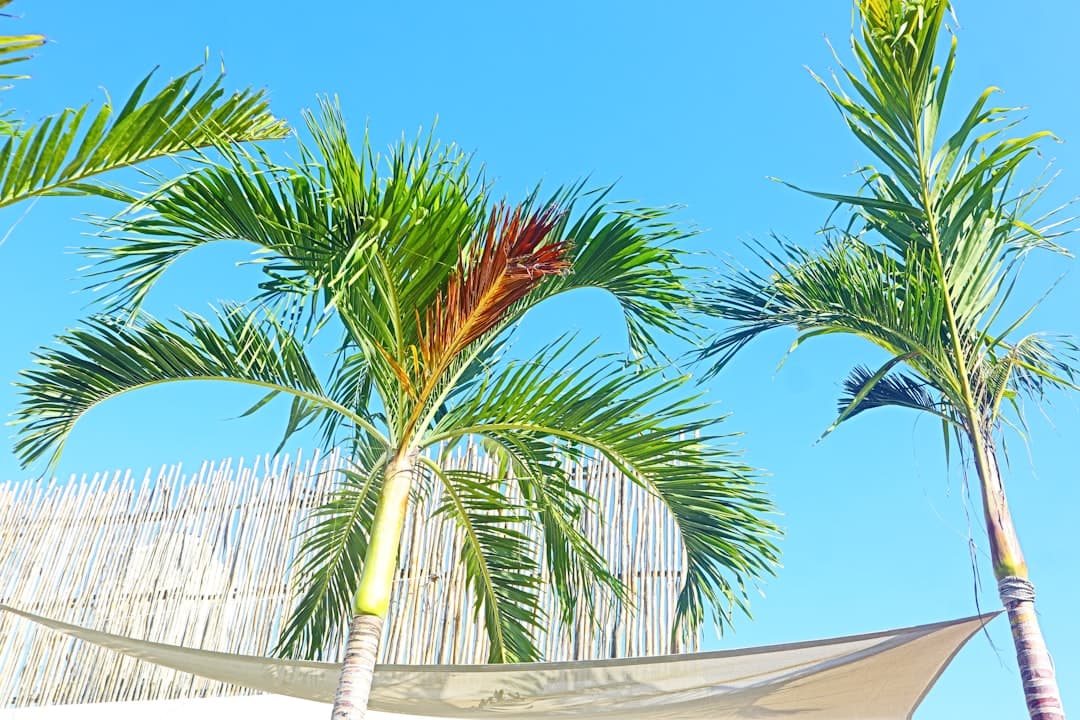 Wypoczynek na Diani Beach: Relaks na białym piasku nad Oceanem Indyjskim