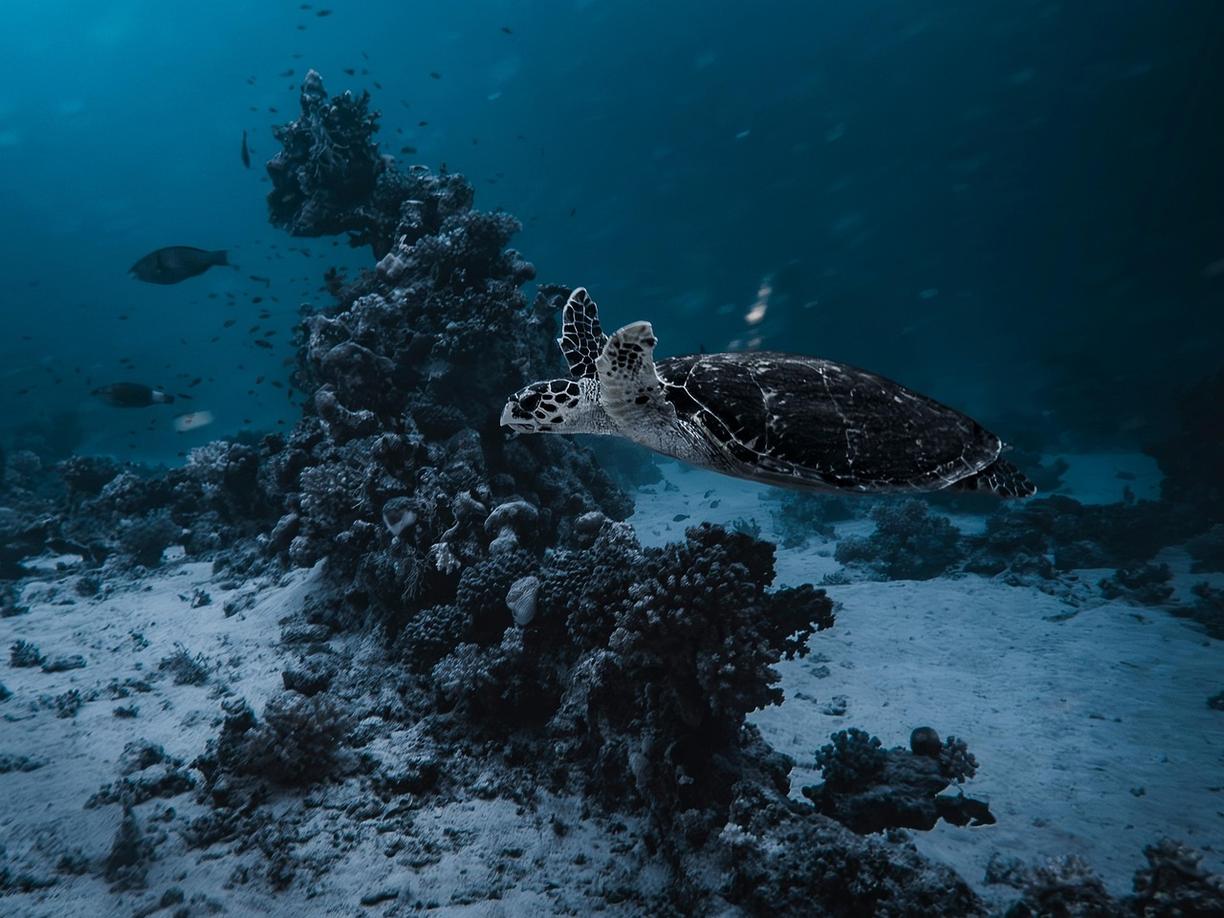 Żółw morski pływający nad rafą koralową w głębi oceanu.