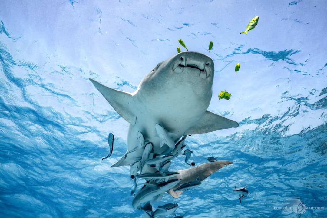 Duży rekin z remorami płynie w górę pod słoneczną powierzchnią oceanu.
