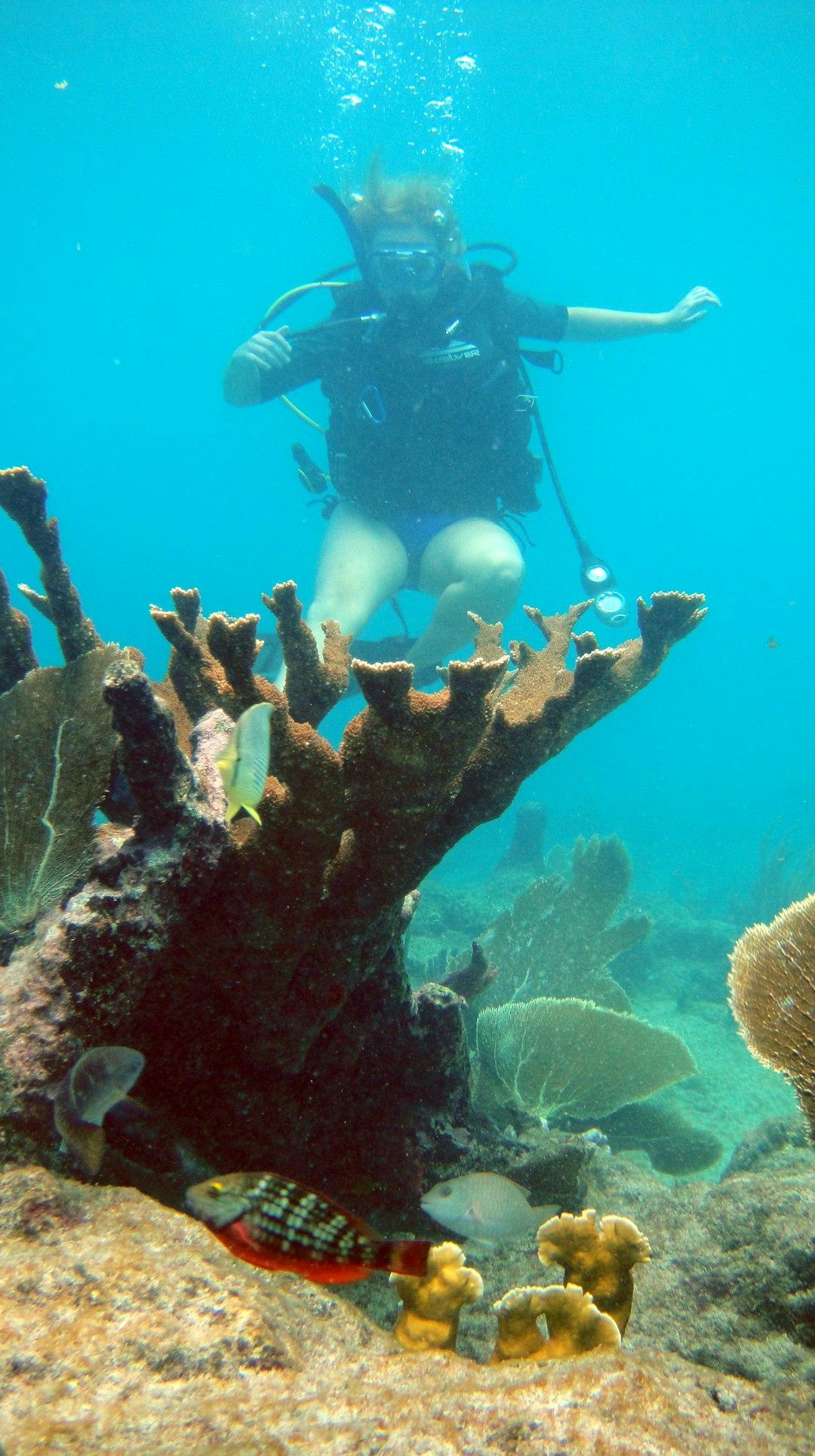 Scuba diver w błękitnym oceanie otoczony rafą koralową i tropikalnymi rybami.