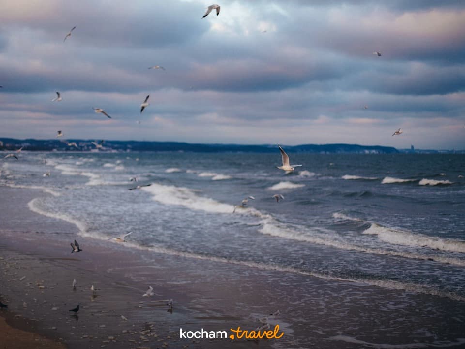 Mewy latające i odpoczywające na piaszczystej plaży nad wzburzonym morzem.