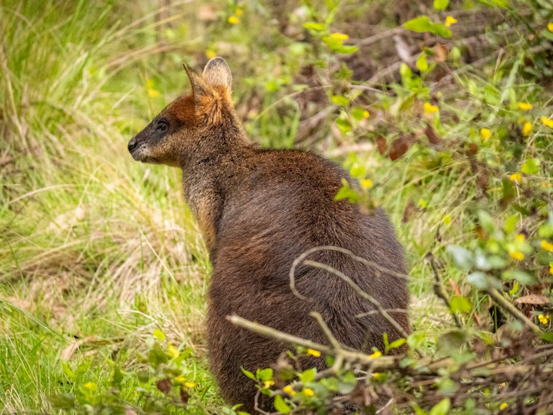 Brązowy wallaby w zielonej trawie z żółtymi kwiatami.