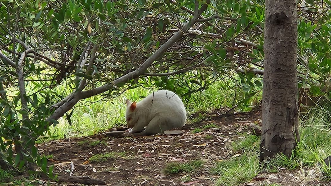 Biały wallaby albinos żerujący pod zielonymi krzewami