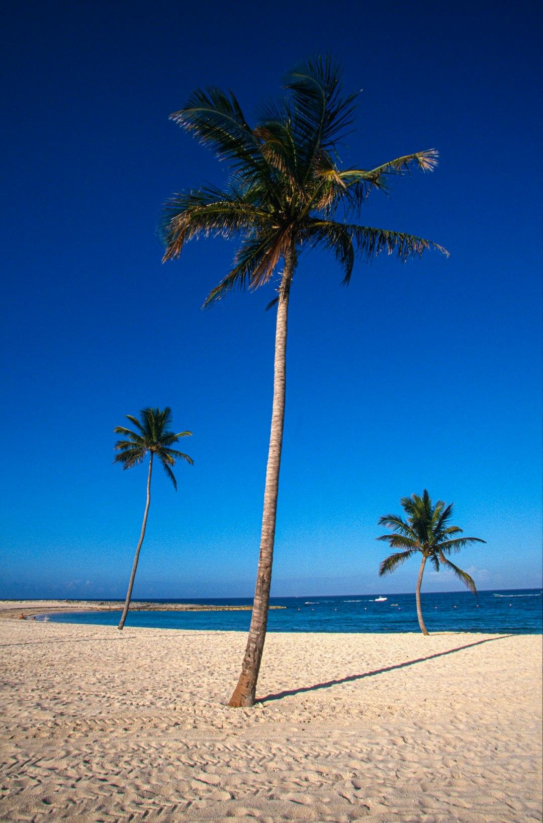 Plaża z palmami nad jasnym niebem i oceanem.