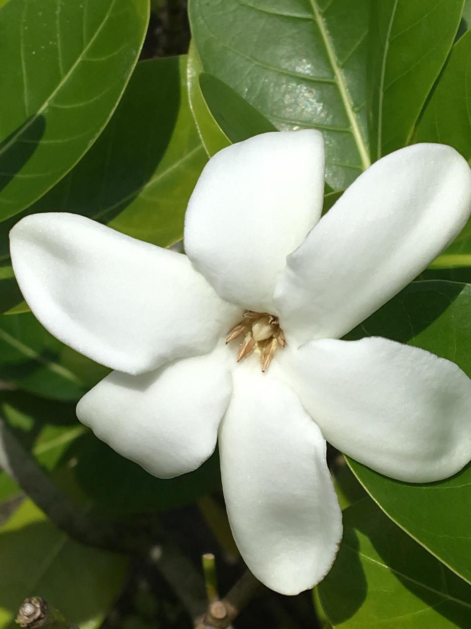 Taputapuatea, święte miejsce w Raiatea