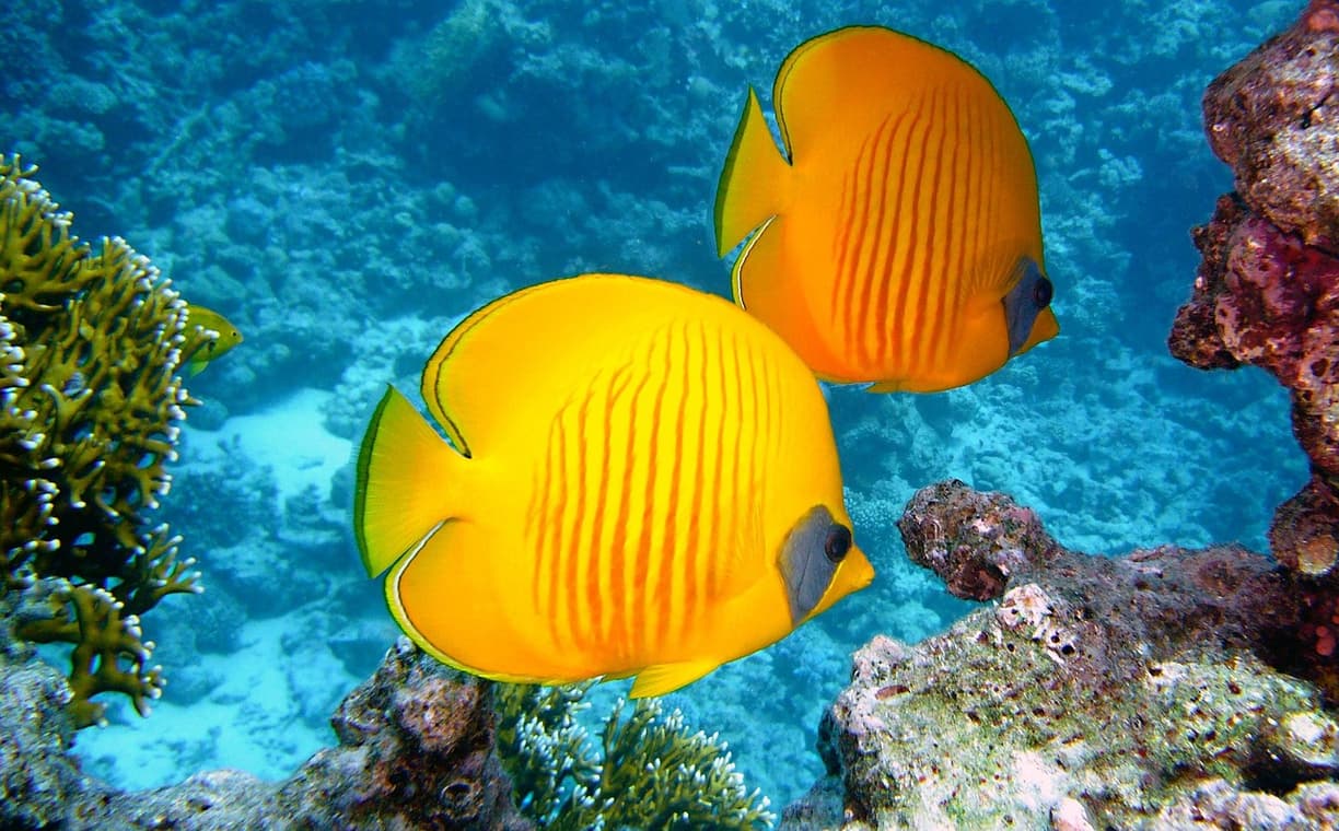 Nurkowanie na Banana Reef