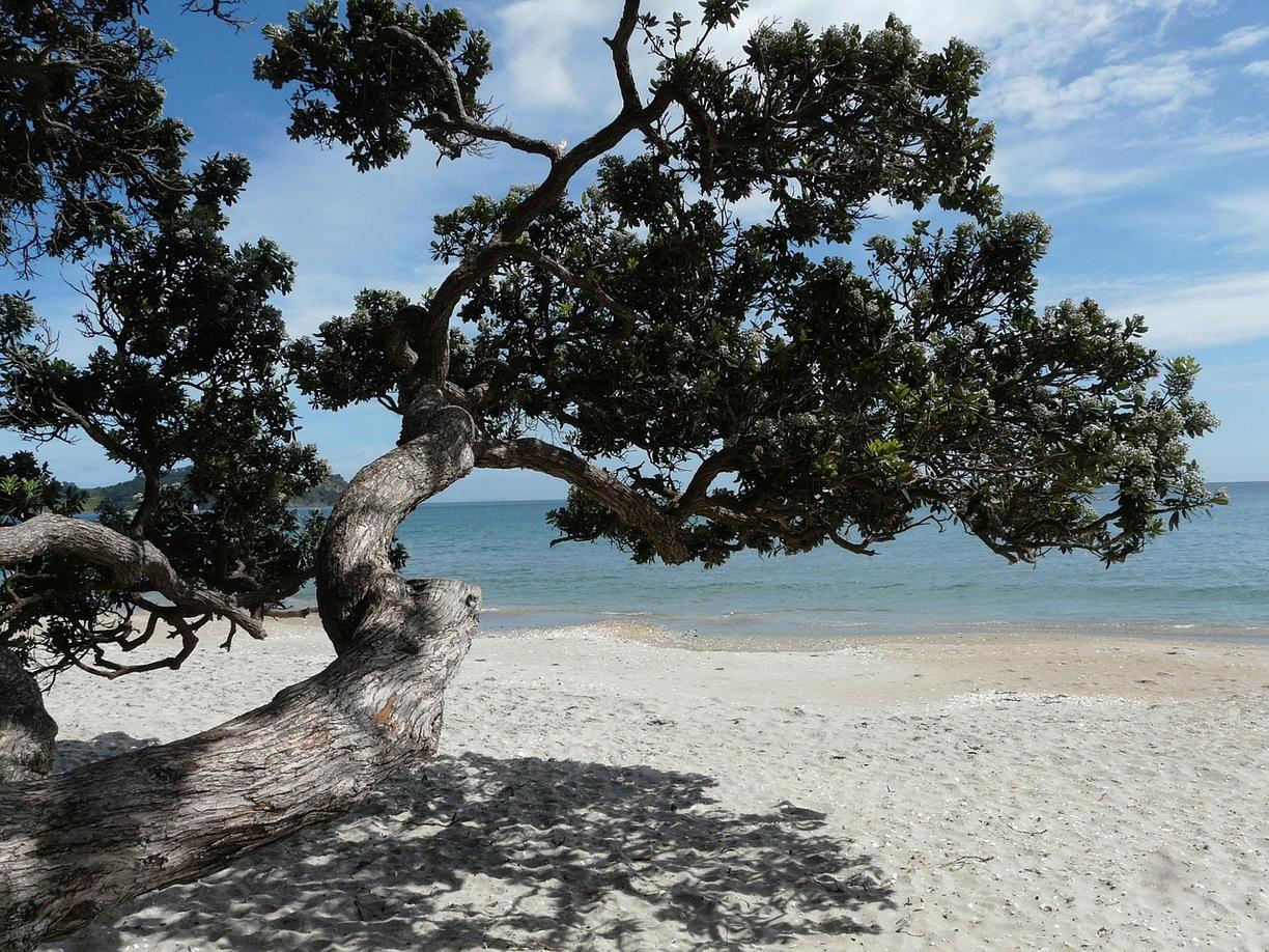 Winnice na Wyspie Waiheke