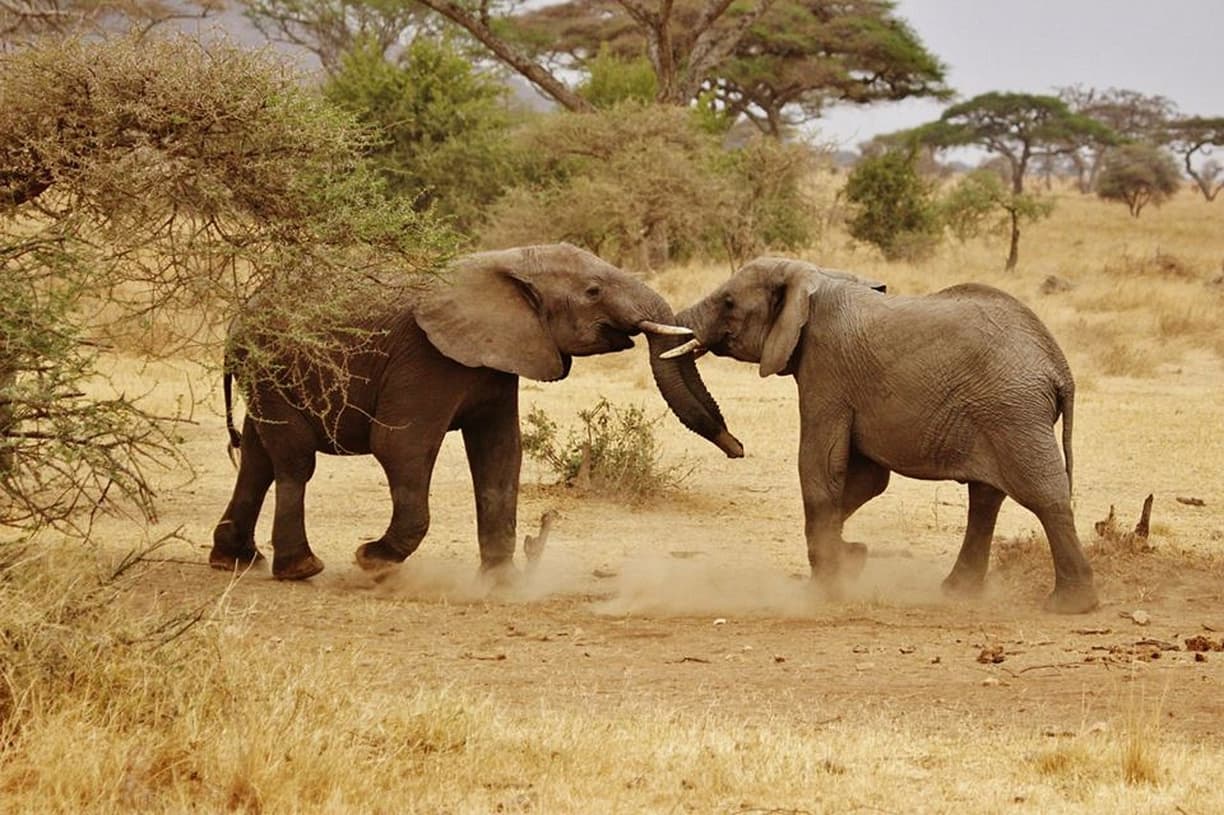 Migracja zwierząt w Parku Serengeti