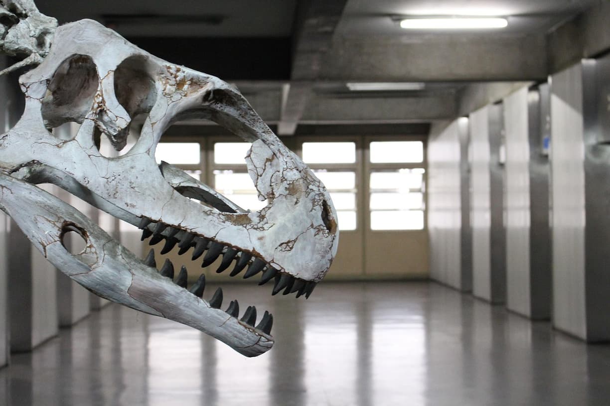 Odciski dinozaurów w Parque Cretacico