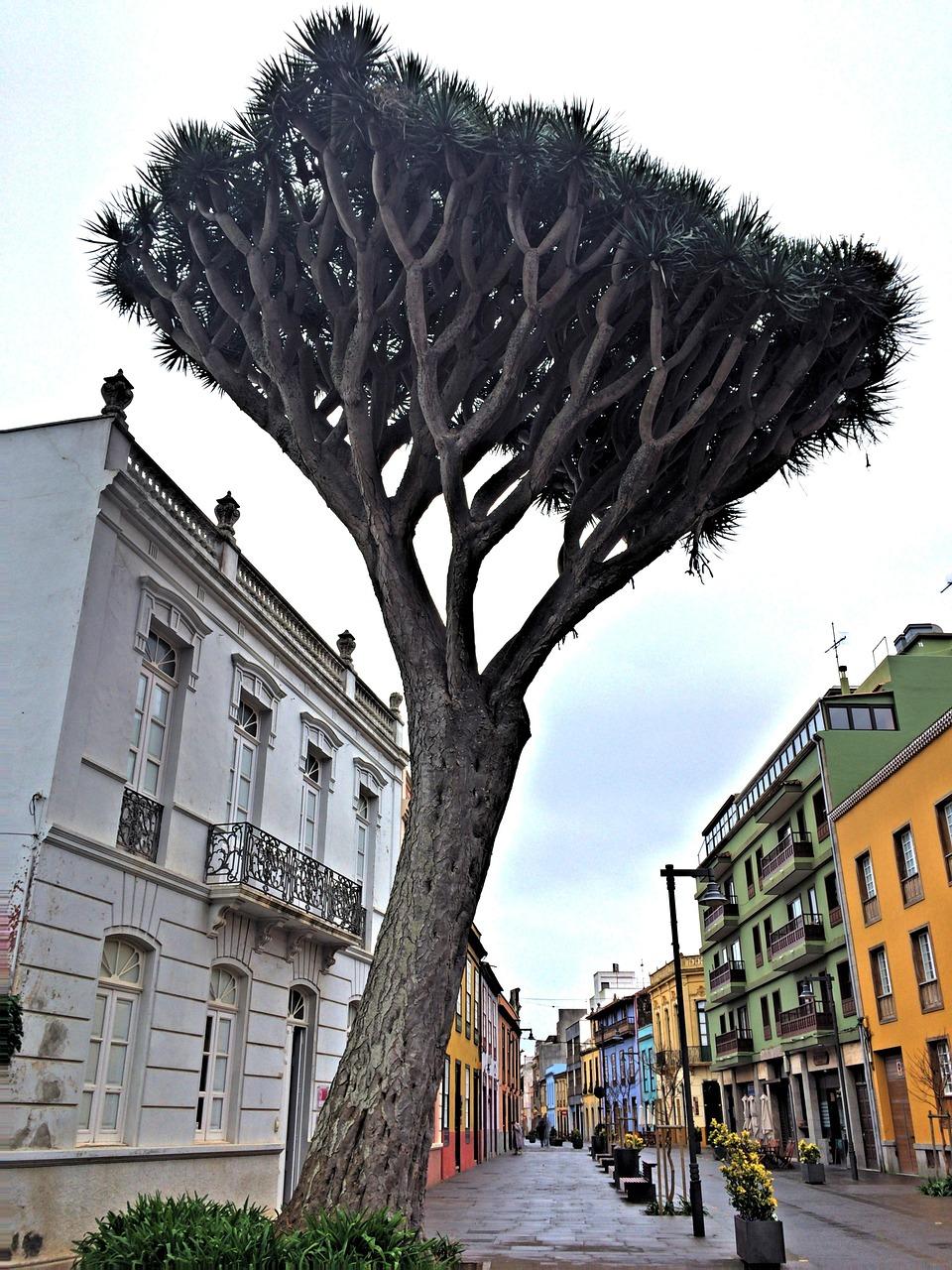 Architektura miasta La Laguna