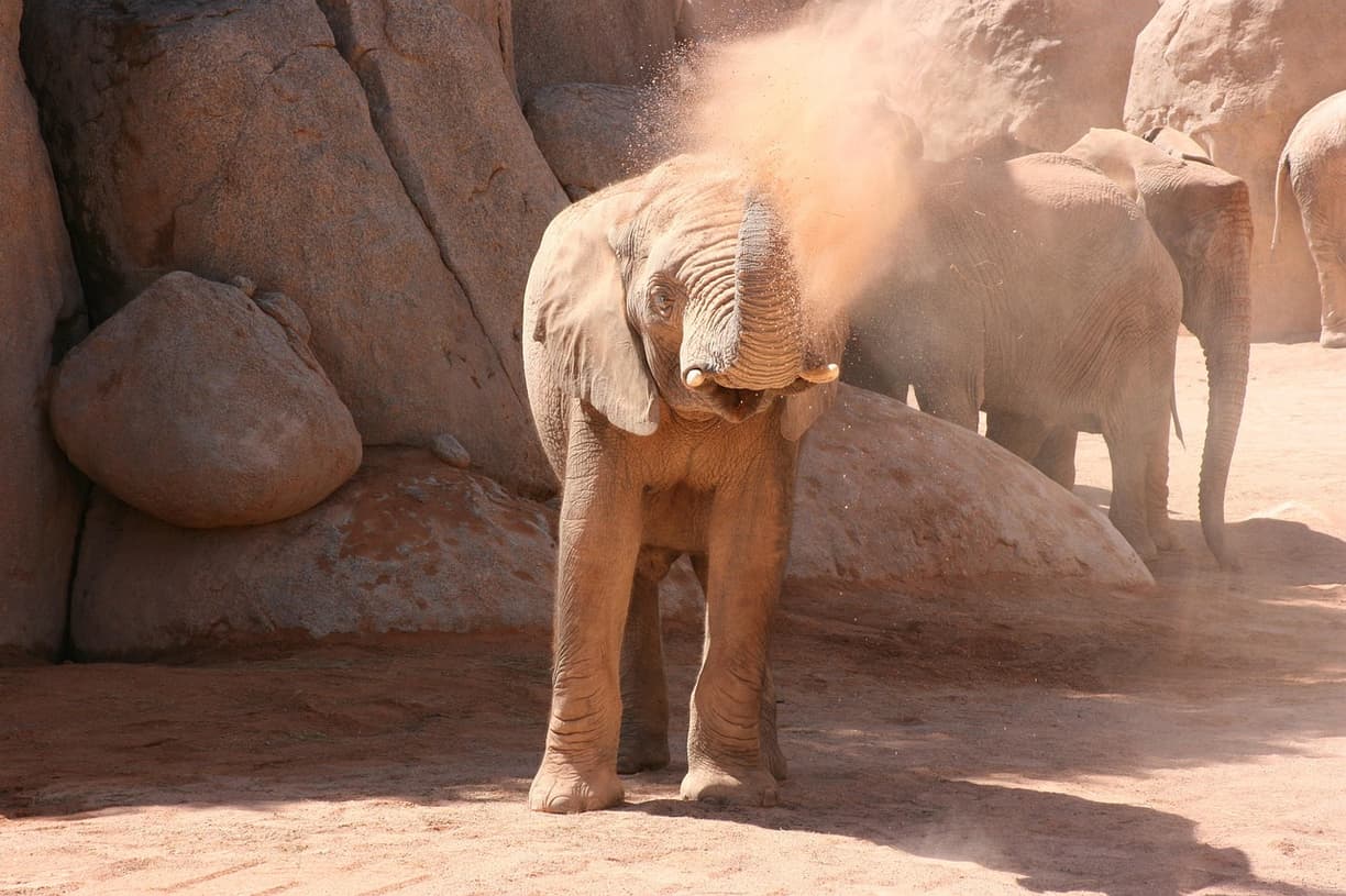 Widok na Bioparc Walencja