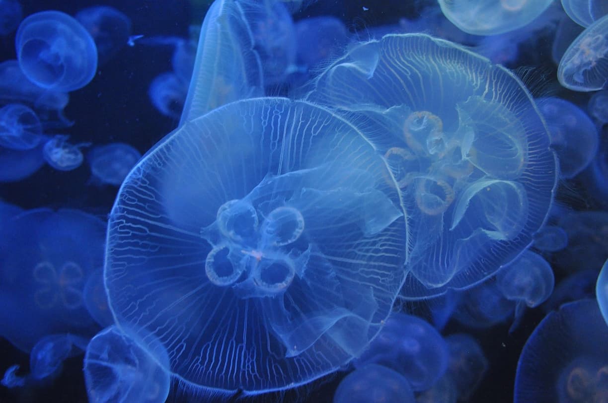 Morskie stworzenie w Grand Aquarium