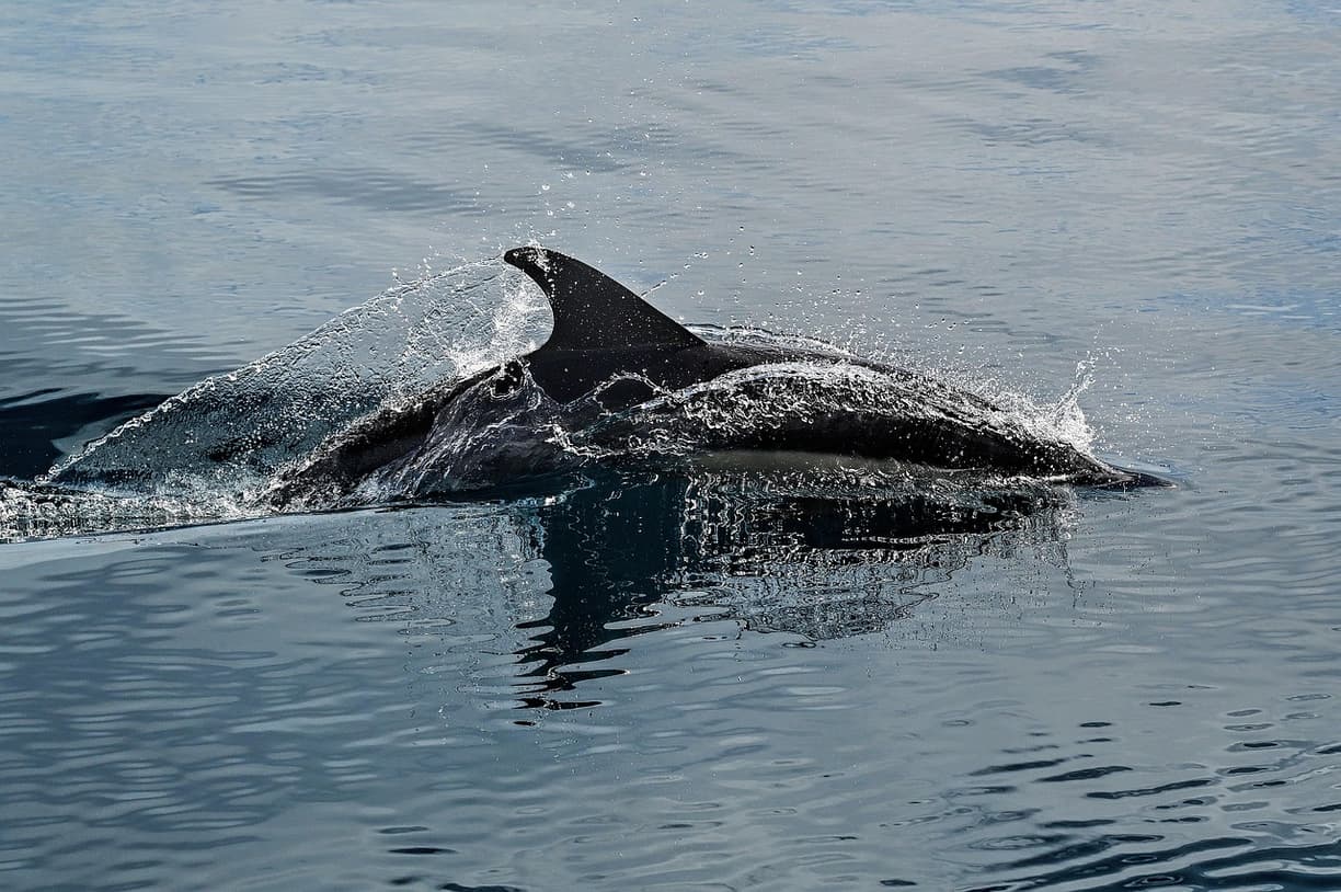 Delfin w Dolphin World