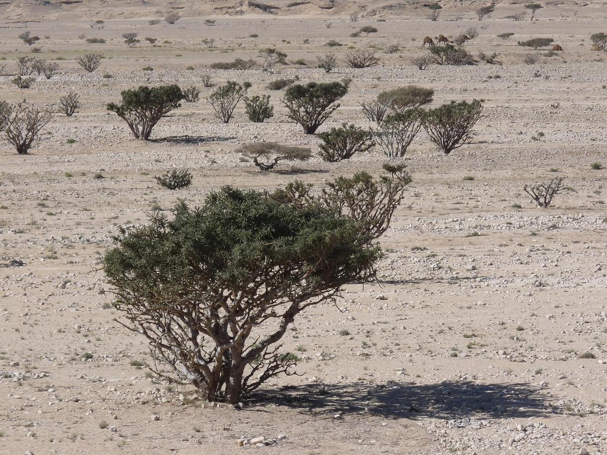 Atrakcje Salalah