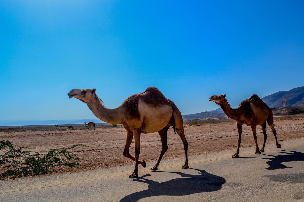 Listopad: Salalah – darmowe atrakcje i korzystne godziny zwiedzania