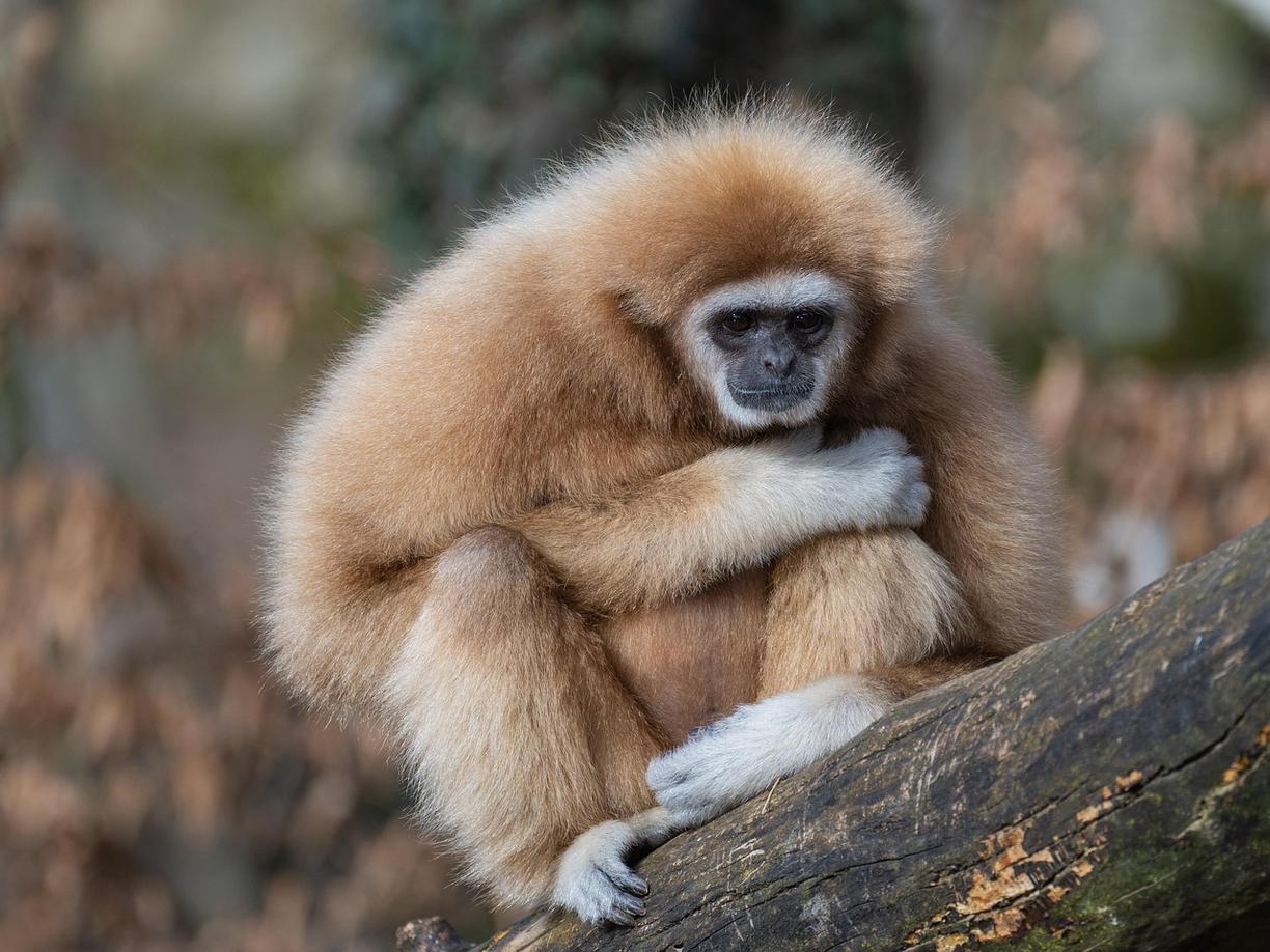 Widok na Ogród Zoologiczny w Poznaniu