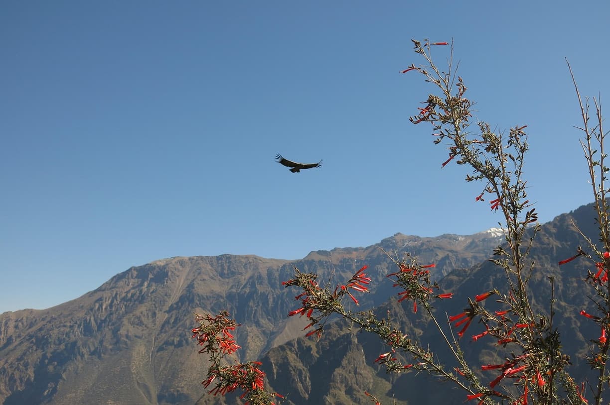 Widok na Kanion Colca