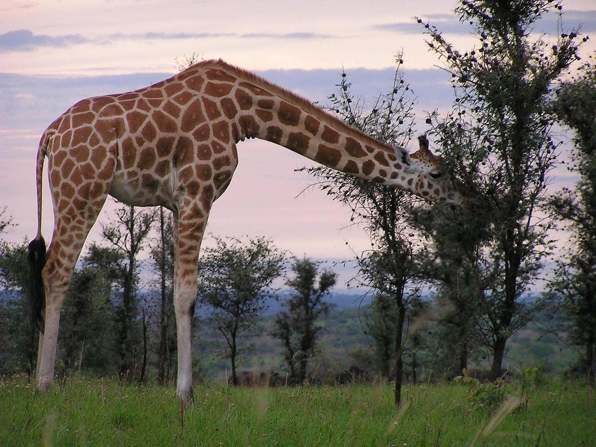 Wodospad Murchison Falls