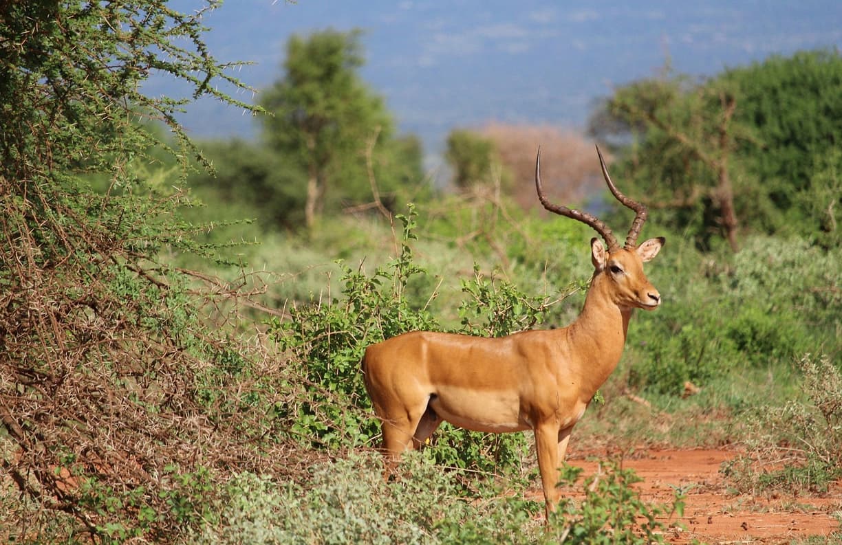 Dziki zwierzęta w Tsavo Karibu
