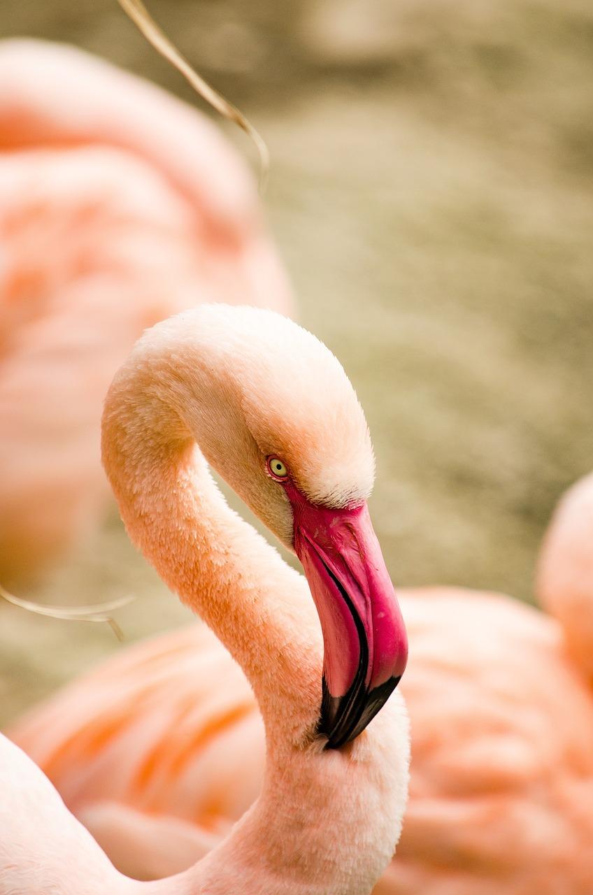 Flamingo Beach w Ras al-Chajma