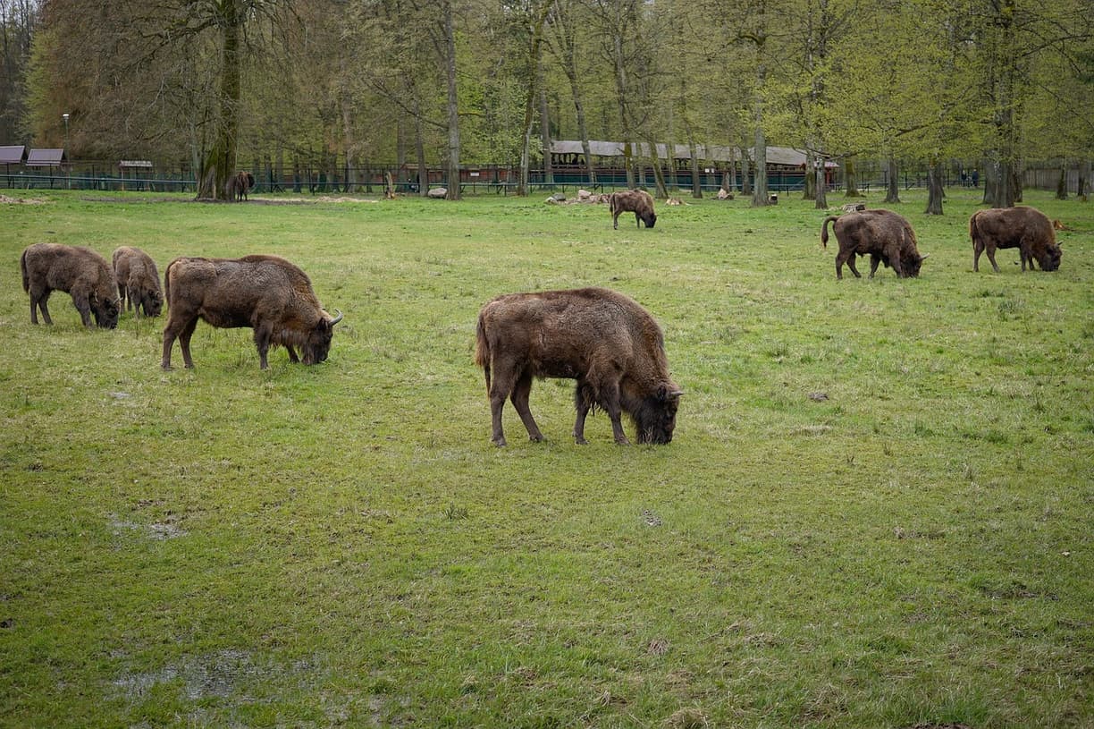 Żubr w prastarym lesie Białowieży