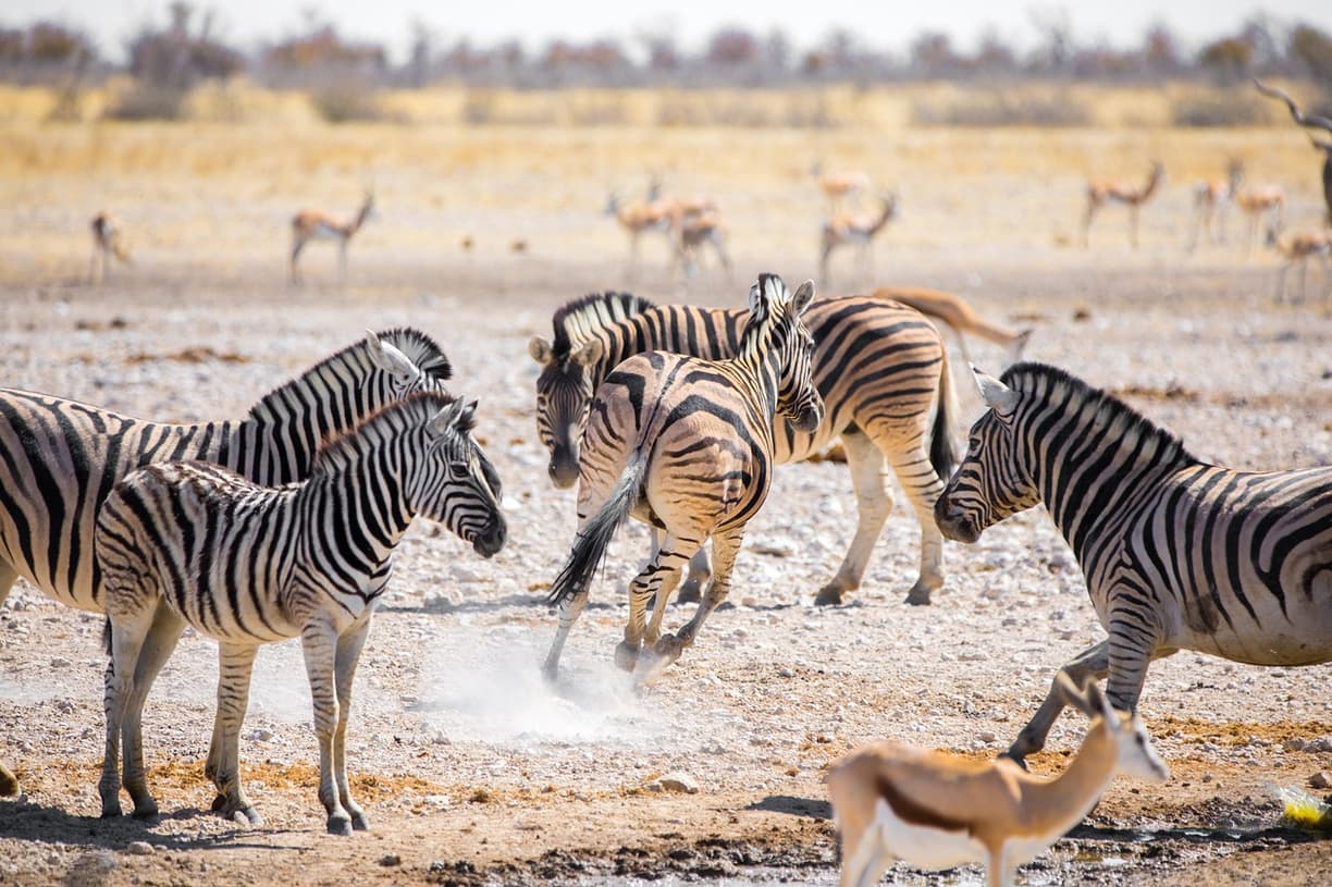 Safari w Yala National Park