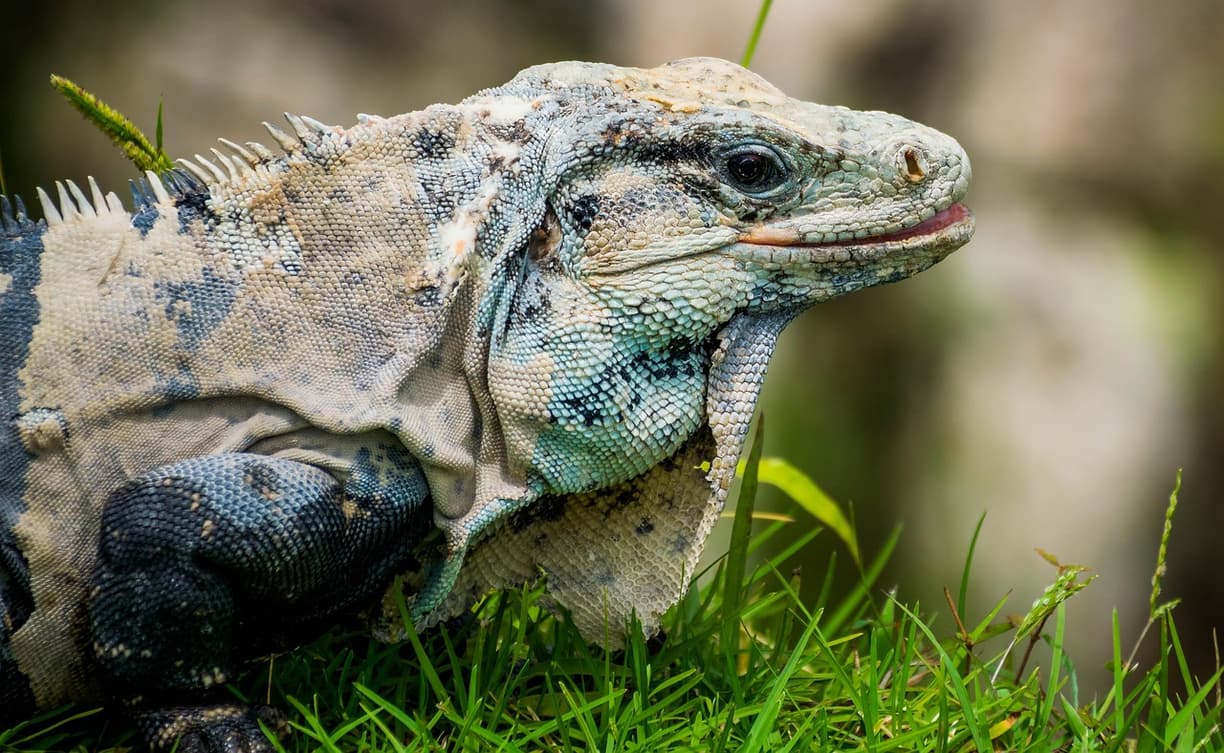 Podróżnik dbający o bezpieczeństwo w Tulum