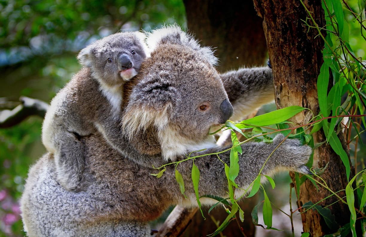 Widok na zwierzęta w zoo w Melbourne
