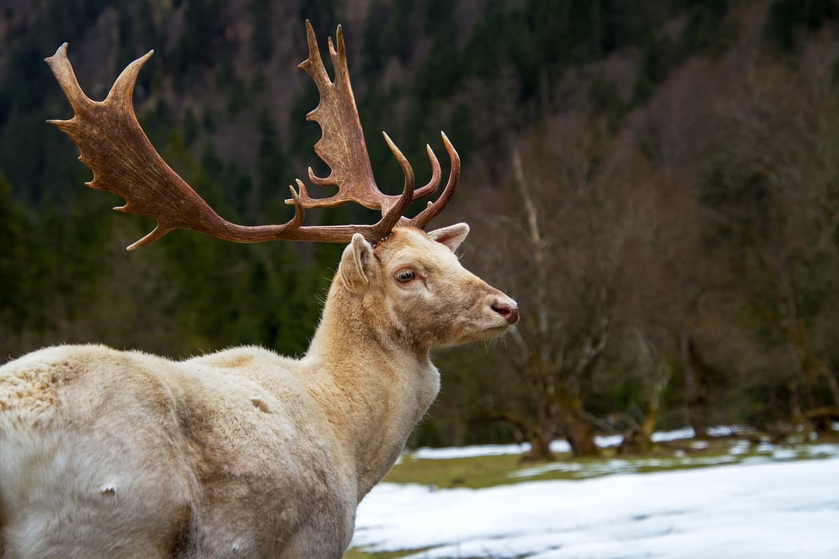 Jeleń przechodzący przez Banff