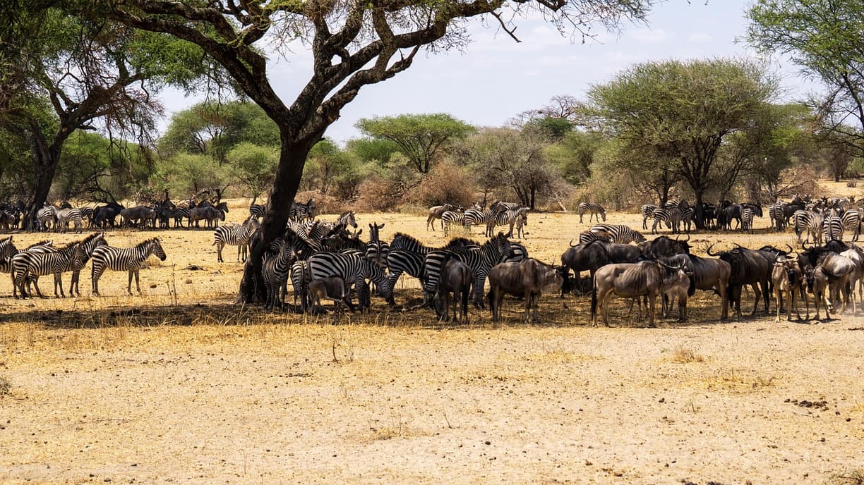 Wielka migracja w Serengeti