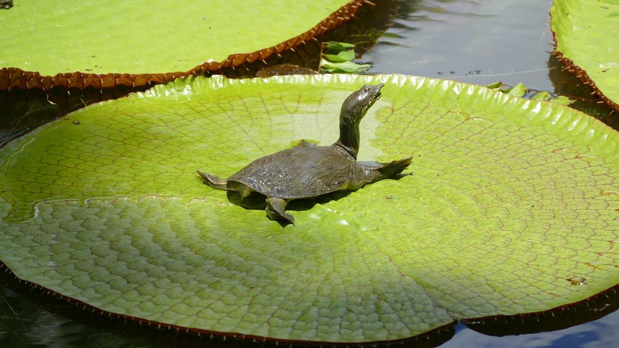 Ogród botaniczny Pamplemousses