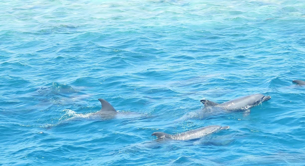 Delfin w rezerwacie morskim w Hurghadzie