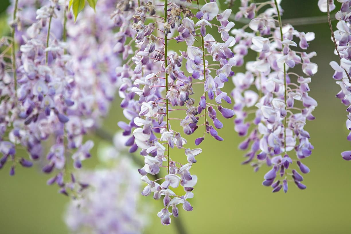 Ogrod Botaniczny w Coimbrze