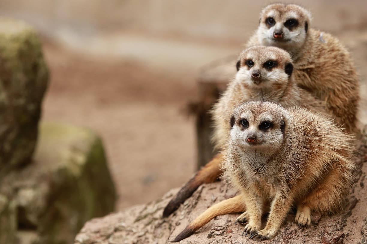 Alpejskie Zoo w Innsbrucku z widokiem na góry
