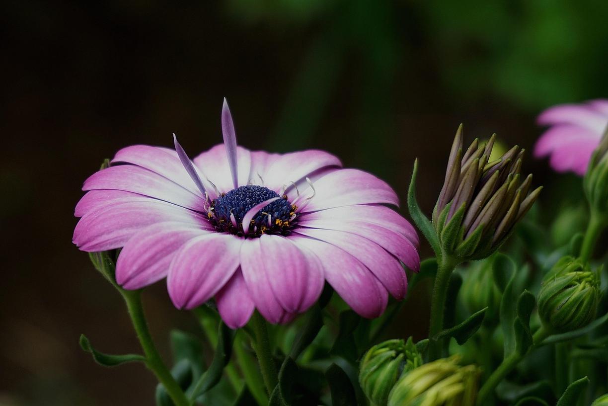 Royal Botanic Gardens w Melbourne