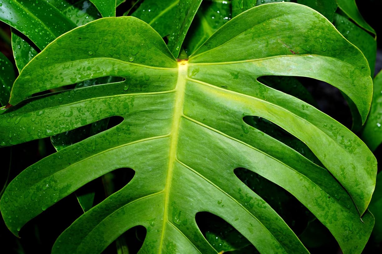 Pyszne jedzenie w Praslin