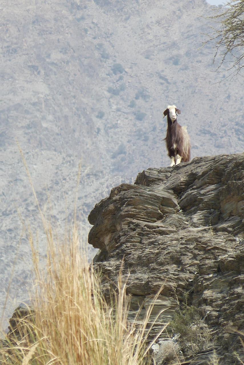Wodospady w Wadi Darbat