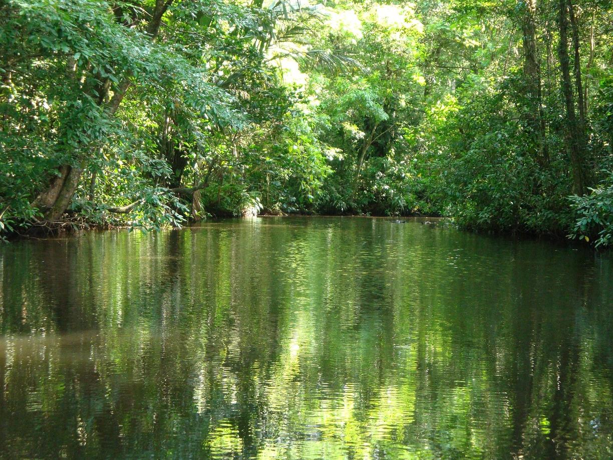 Żółw na plaży w Tortuguero