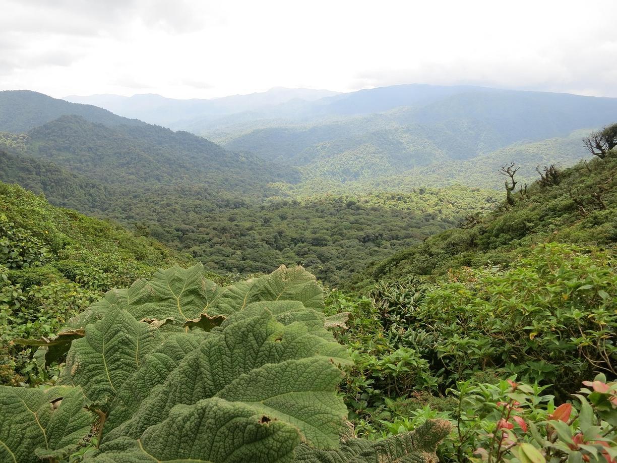 Bajkowy widok lasu mglistemu w Monteverde