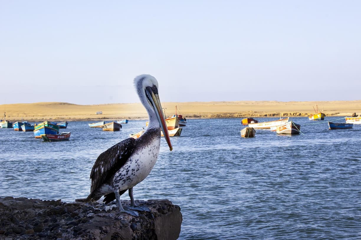 Bezpieczna nocna plaża w Paracas