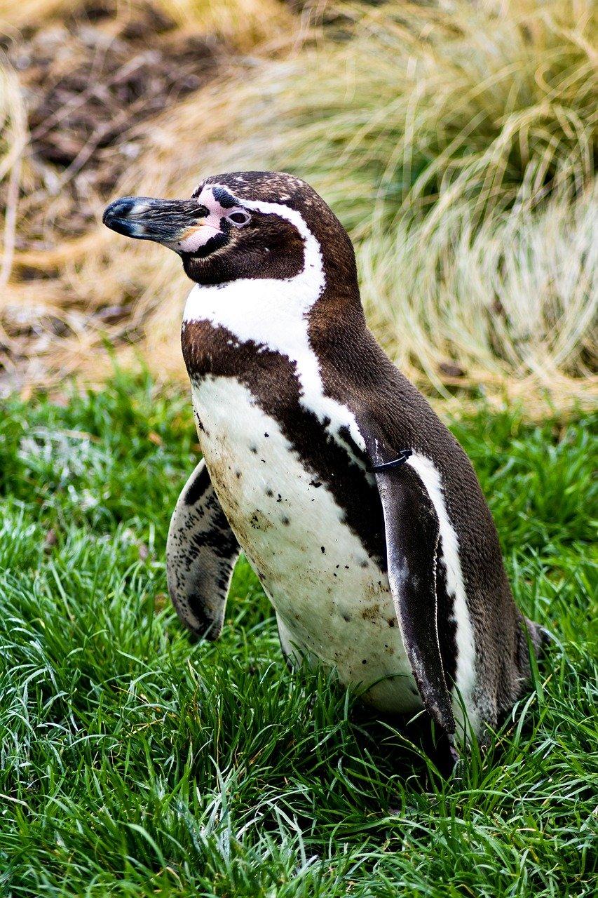 Pingwiny Humboldta w Parku Narodowym Paracas
