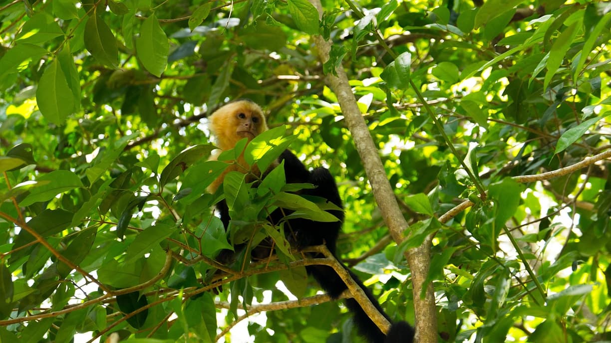 Widok luksusowego hotelu w Manuel Antonio