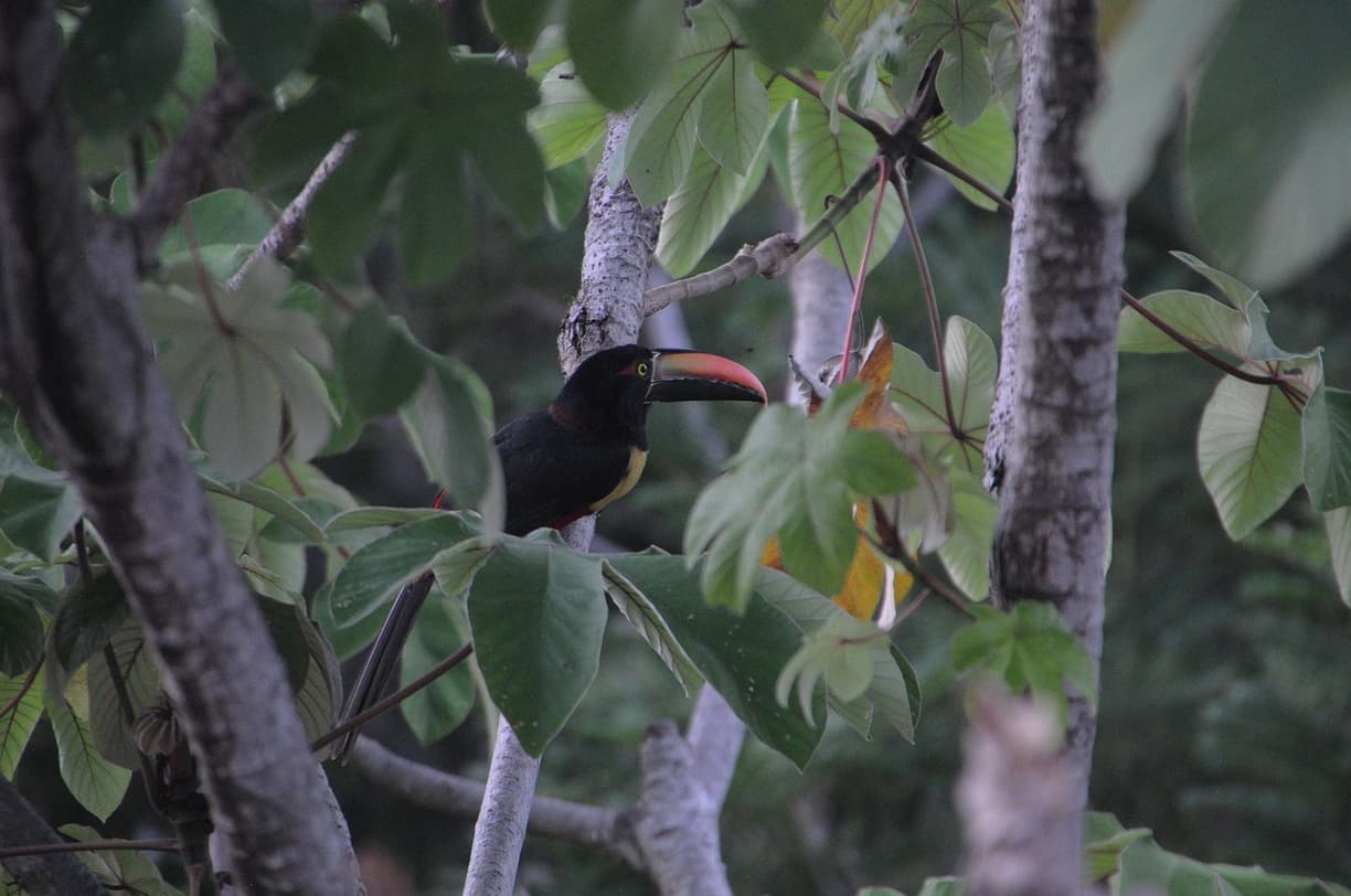 Widok na drogę do Manuel Antonio