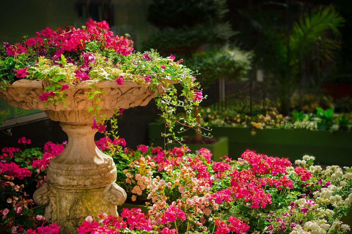 Widok na piękne kwiaty w ogrodzie botanicznym
